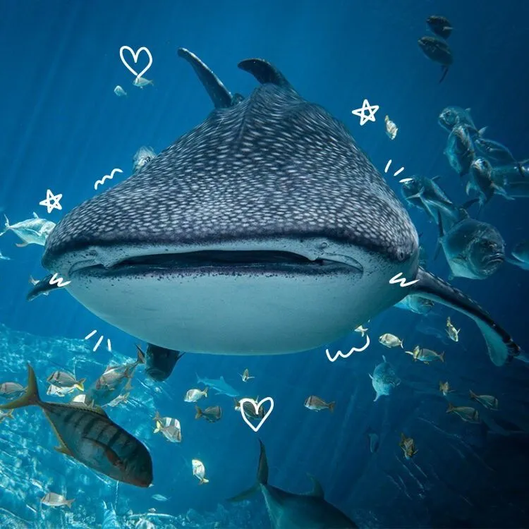 Shark Pfp