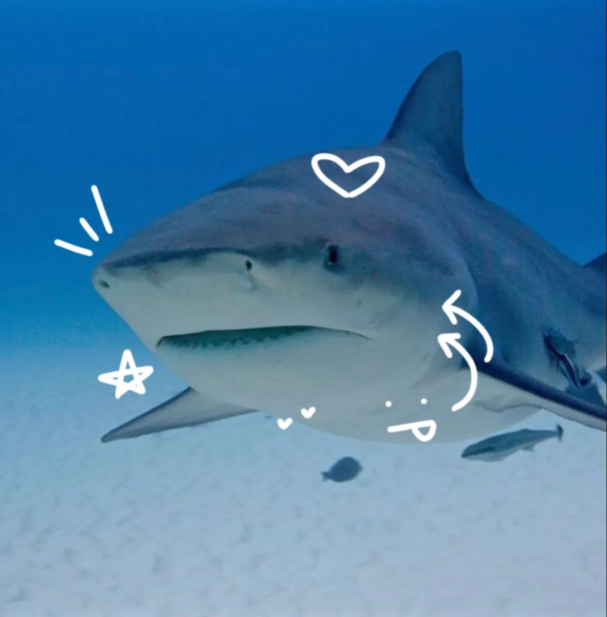 Shark Pfp