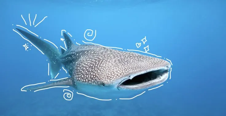 Shark Pfp